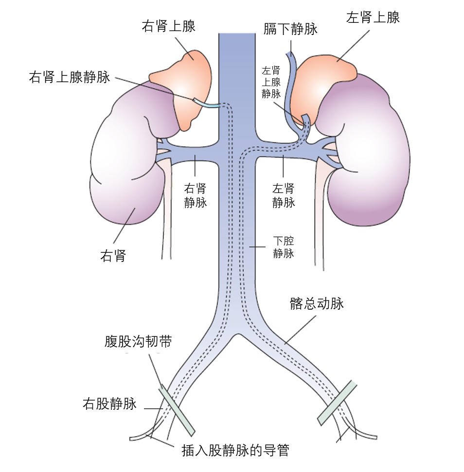 肾上腺位置图图片